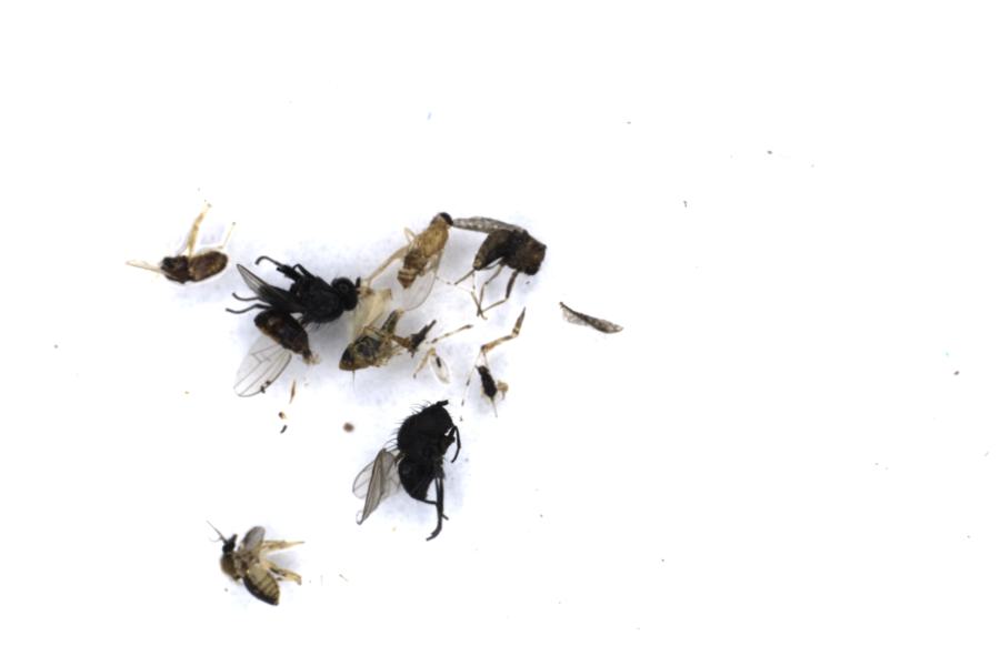 Image 37